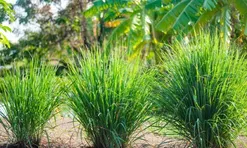 Loại cây gia vị mọc bờ bụi, giàu dưỡng chất, trồng một lần thu hoạch nhiều đợt giúp nông dân làm giàu