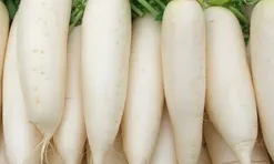 Lợi ích của việc ăn củ cải trắng thường xuyên