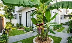 Vị trí trồng cây chuối hút tài lộc vào nhà
