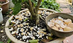 Cách làm phân bón từ vỏ trứng