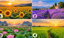 Cánh đồng nào khiến bạn ấn tượng nhất?