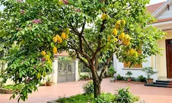Trồng cây khế nên tránh 3 vị trí này là cản lộc, nhiều nhà không biết