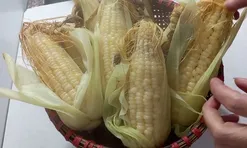 Mẹo luộc ngô nếp hạt dẻo ngọt đều