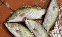 Loại cá tốt trên thế giới ở Việt Nam đang vào mùa, xưa ít người ăn nay thành đặc sản từ 120.000 đồng/kg, "tốt hơn cá hồi"