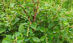 Cây dại mọc bờ rào nay thành đặc sản nổi tiếng, giá 80.000 đ/kg được người thành phố ưa chuộng, trồng 35 ngày cho thu hoạch