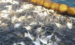 Loại cá tốt trên thế giới ở Việt Nam bán đầy chợ giá từ 120.000 đồng/kg, xưa ít người ăn nay thành đặc sản, "tốt hơn cá hồi"