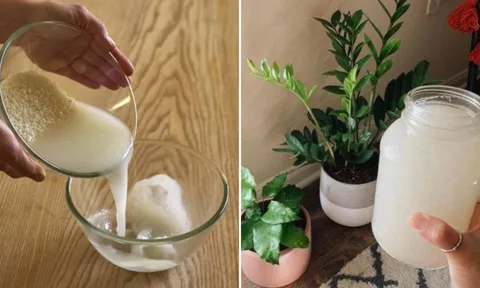 Cách ủ nước vo gạo lên men để tưới cây