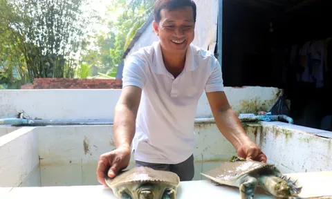 Nuôi con "thuỷ quái to bự" trong bể xi măng: Anh nông dân nhẹ nhàng kiếm tiền tỷ mỗi năm