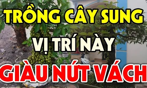 Tại sao nhà giàu thích trồng cây Sung trước cửa nhà?