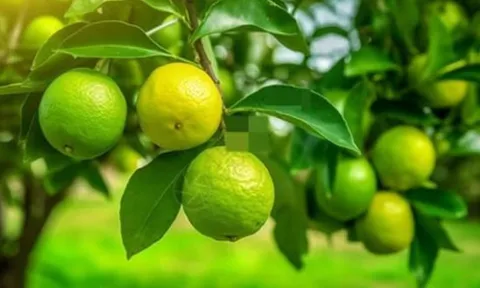 Tổ Tiên dạy: 'Trong nhà có hai cây thì dù không giàu cũng có phước', đó là 2 cây gì?