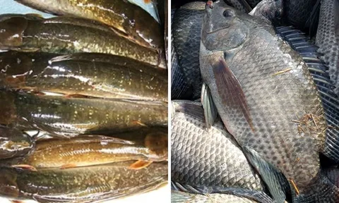 5 loại cá bẩn nhất ở chợ: Chứa nhiều ký sinh trùng, giá rẻ mấy cũng không nên ăn