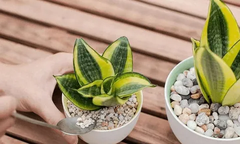5 loại cây khắc tinh của trời nồm, giúp hút ẩm khử hôi cực nhanh còn mang tới điềm lành