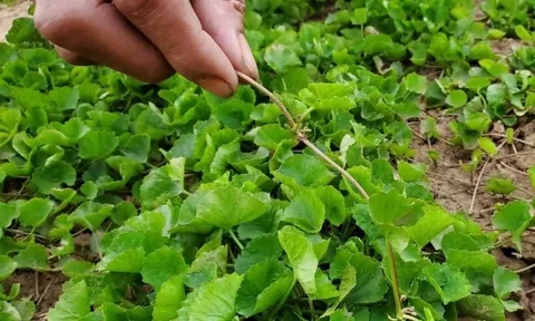 5 loại rau "bổ hơn thịt, rẻ hơn thuốc", mọc dại đầy vườn mà ít người biết ăn