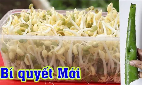 Cách làm giá đỗ tại nhà, mầm lên tua tủa, vừa sạch vừa ngon