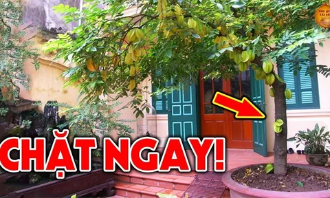 Cây khế hợp phong thủy nhưng trồng 1 chỗ này là "mạt vận", chặt ngay kẻo khốn khó quanh năm