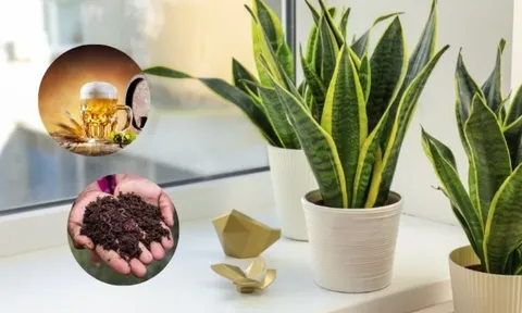 Cây lưỡi hổ thích 3 loại nước rẻ tiền này: "Uống" xong chồi đâm tua tủa, lá xanh bóng bẩy
