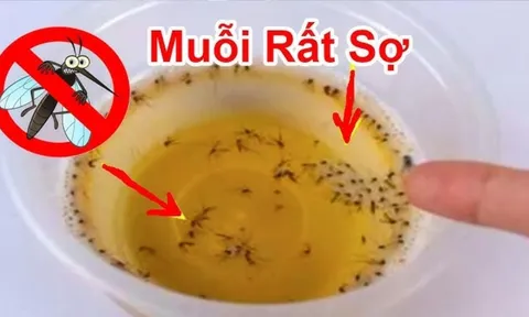 Muỗi sợ nhất bát nước này, đặt trong nhà muỗi nhiều mấy cũng đi hết, yên tâm mà ngủ