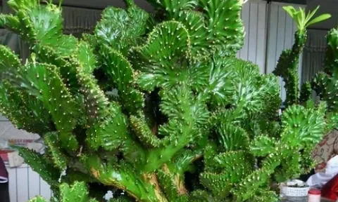 Trồng cây cảnh này trong nhà, như cầm vàng, rước tài lộc và phước lành vào nhà