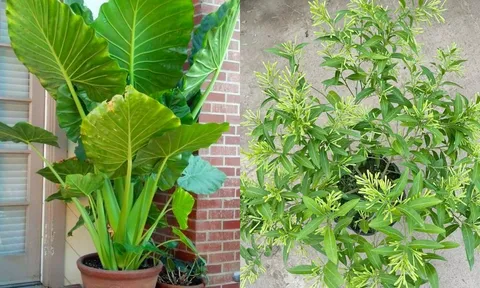 4 loại cây “tuy đẹp mà độc”, nếu trồng trong nhà cần loại bỏ ngay để tránh “rước hoạ vào thân”