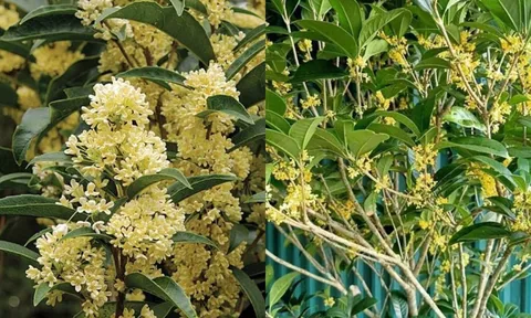 Không phải mê tín, đây là lý do bạn không nên trồng cây mộc hương trước nhà
