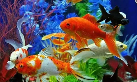 Nuôi cá cảnh phong thủy theo Mệnh như thế nào để mang lại may mắn, tài lộc?