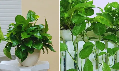 Trồng cây Trầu Bà trong nhà có tốt cho phong thủy gia đình không?