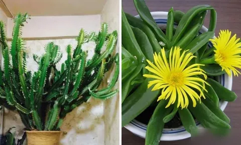 3 cây cảnh xấu xí nhưng nhà giàu rất thích trồng: Chỉ cần 1 cây đã đủ giàu có