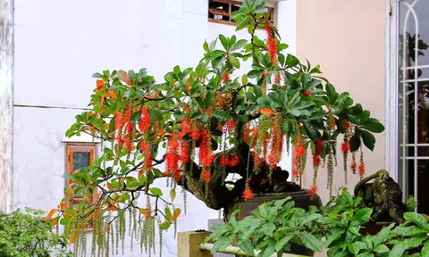 5 cây cảnh phong thủy trồng trước nhà, vừa đẹp vừa thu hút tài lộc, may mắn