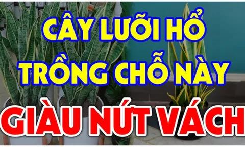Cây Lưỡi Hổ xua đuổi Tà Ma, âm khí đừng trồng linh tinh: Đây là vị trí cực tốt, chỉ 1 cây cũng giàu