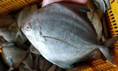 Loại cá ngọt thịt, ít xương, vừa ngon vừa bổ, giá chưa đến 100 nghìn/kg