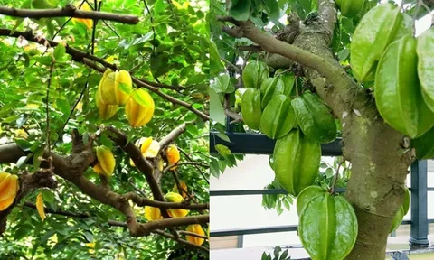 Người tuổi này nhớ trồng cây khế chỉ 1 cây nhỏ cũng thu hút tài lộc giàu có đặc biệt năm 2025 càng tốt