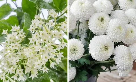 Người xưa dặn không sai: "Hoa âm không vào nhà dương, hoa thịnh người suy": 5 cây cảnh thích đến mấy cũng không trồng