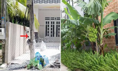 Tổ tiên dặn "trước cau sau chuối": Nhưng trước nhà có cột điện thì phải trồng cây chuối bên cạnh