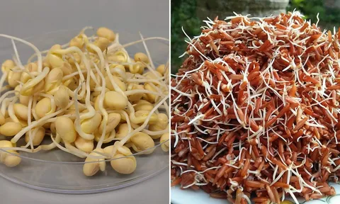 3 loại thực phẩm mọc mầm dinh dưỡng tăng gấp bội, tốt hơn vạn thuốc bổ