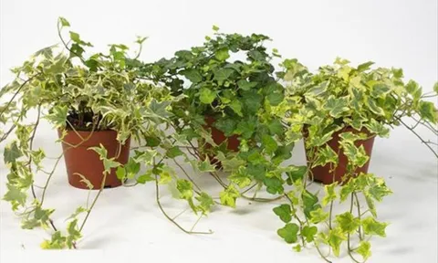 6 loại cây cảnh cực dễ trồng, lại tựa như "máy lọc không khí" làm sạch ngôi nhà của bạn