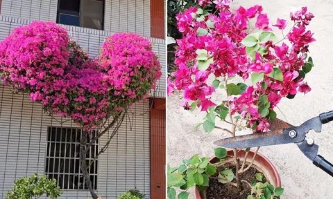 Cách cắt tỉa hoa giấy để cây ra nhiều chồi mới, hoa nở nhiều
