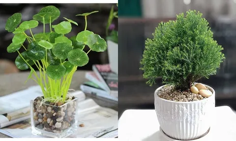 Chọn cây phong thủy 'chuẩn' cho 12 con giáp: Rước lộc, đón may mắn, an khang trọn vẹn