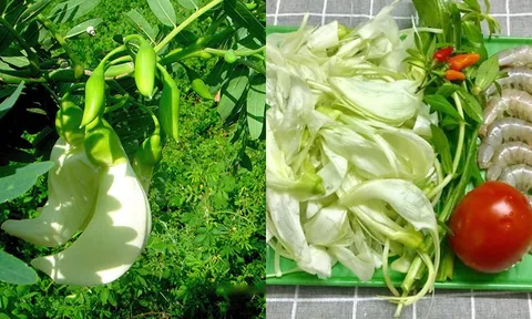 Loại cây dại 'vô danh' bỗng chốc thành đặc sản ở thành phố, giá 100.000 đồng/kg
