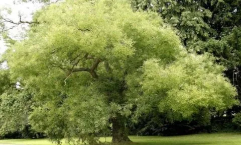 Tổ Tiên căn dặn: 'Nghèo khổ đến mấy cũng đừng chặt 3 cây này, con cháu về sau hưởng lộc vàng'