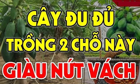 Vị trí trồng Đu Đủ tốt nhất: Chỉ 1 cây thôi cũng đủ may mắn, sung túc cả năm