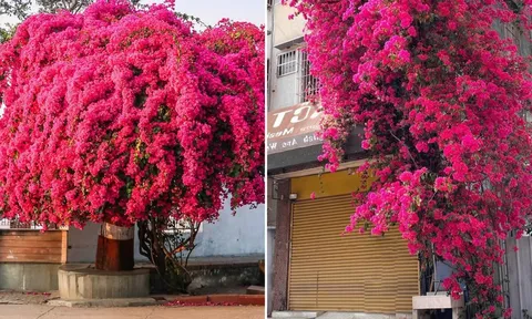 Vị trí tốt nhất để trồng cây hoa giấy: Vừa đẹp nhà, vừa hút tài lộc cực đỉnh