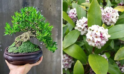 5 cây cảnh như máy lọc không khí, giúp diệt khuẩn, khử mùi hôi: Nhà to hay nhỏ cũng nên trồng 1 cây
