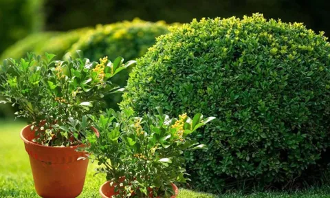 Có nên trồng cây hoa ngâu trước nhà? Đặc biệt gia đình nhiều người khắc khẩu khắc mệnh hãy chú ý