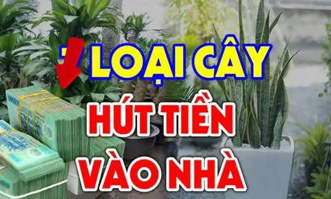 Đem 2 cây về trồng trong nhà không giàu cũng có phước, là cây nào?