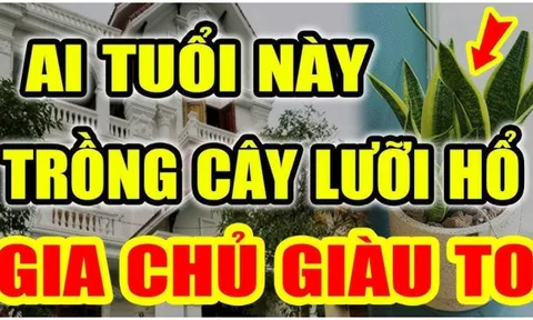 Người tuổi này trồng cây Lưỡi Hổ như Rồng cưỡi mây: Kinh doanh đắc tài chẳng thiếu tiền xài, 1 cây cũng giàu