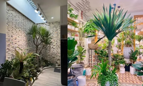 Trồng cây phát tài núi giúp thu hút tài lộc, thịnh vượng và may mắn cho gia chủ