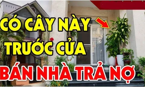 4 loại cây trồng trước nhà ly tan, lụi bại: Cây càng xanh người càng suy