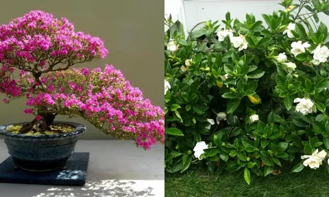 ‘Cạo trọc’ hoa sau Tết: Càng mạnh tay hoa càng nở rộ, rực rỡ đón hè