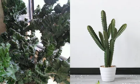 Cây cảnh 'xấu xí' nhưng mang lại tài lộc, may mắn được cho là 'thần tài' trong phong thủy