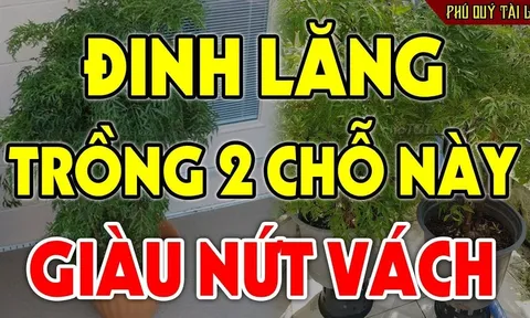 Cây Đinh Lăng hút tiền bạc, trấn giữ của cải: Đây là vị trí tốt tiền vào như nước